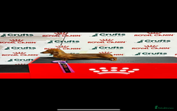 Miniature Dachshund dogs for sale: Champion Sired Show Quality Shaded Red Boys  - Image 11
