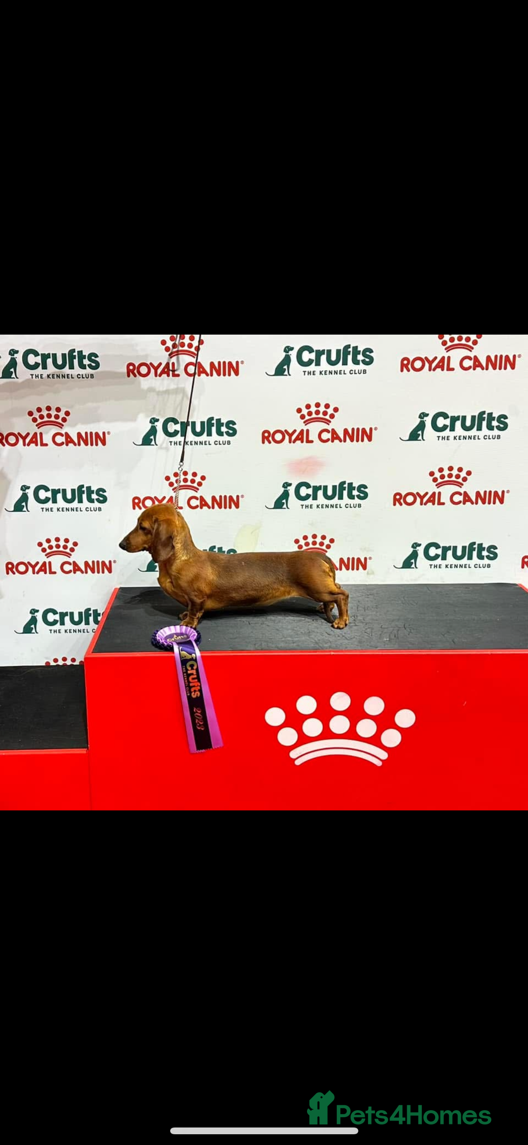 Miniature Dachshund dogs for sale: Champion Sired Show Quality Shaded Red Boys  - Image 11