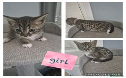 Savannah cats for sale: Savannah kittens ready to leave 24th October  - Image 33