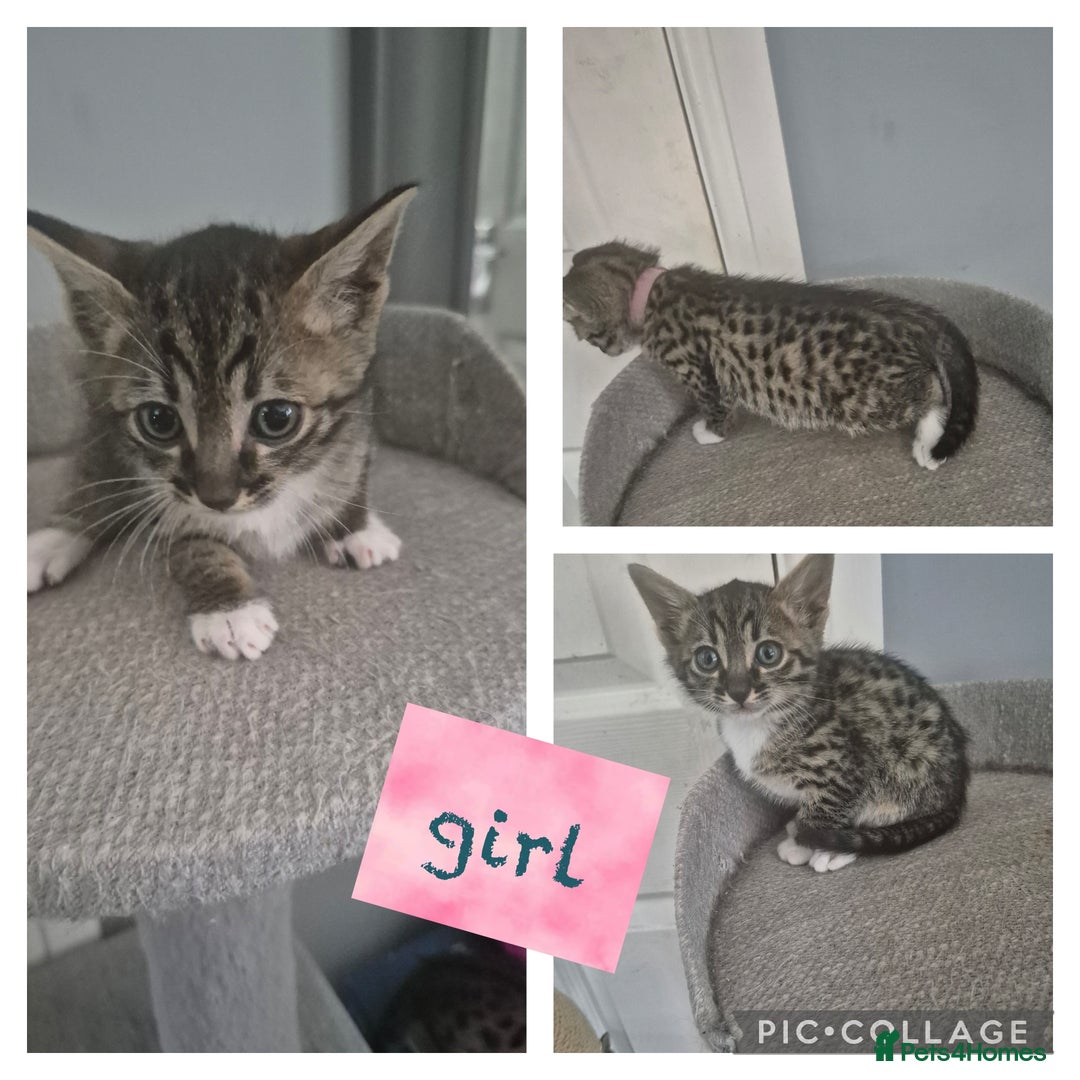 Savannah cats for sale: Savannah kittens ready to leave 24th October  - Image 33