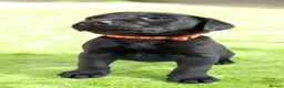 Labrador Retriever dogs for sale: KC Reg -Exceptional Labrador puppies  - Advert 16