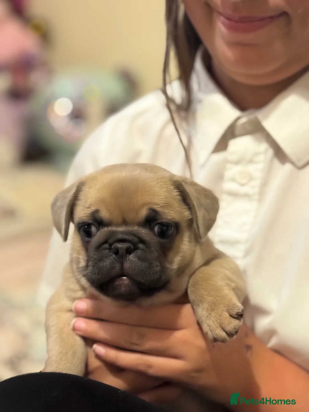 Frug dogs for sale: Our gorgeous ‘ CHUNKY’  - Advert 9