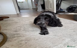 Cocker Spaniel dogs for sale: Blue roan show cocker spaniel  - Image 20