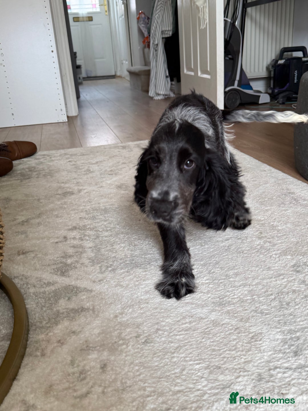 Cocker Spaniel dogs for sale: Blue roan show cocker spaniel  - Image 20
