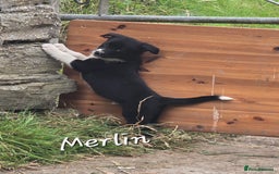 Border Collie dogs for sale:  Any farmers looking for working dogs? - Image 40