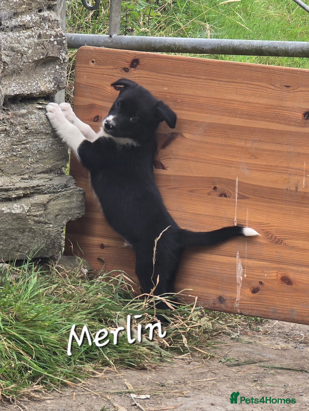 Border Collie dogs for sale:  Any farmers looking for working dogs? - Image 40