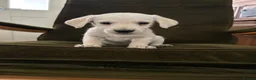 Golden Retriever dogs for sale: Golden retriever puppies  - Advert 5