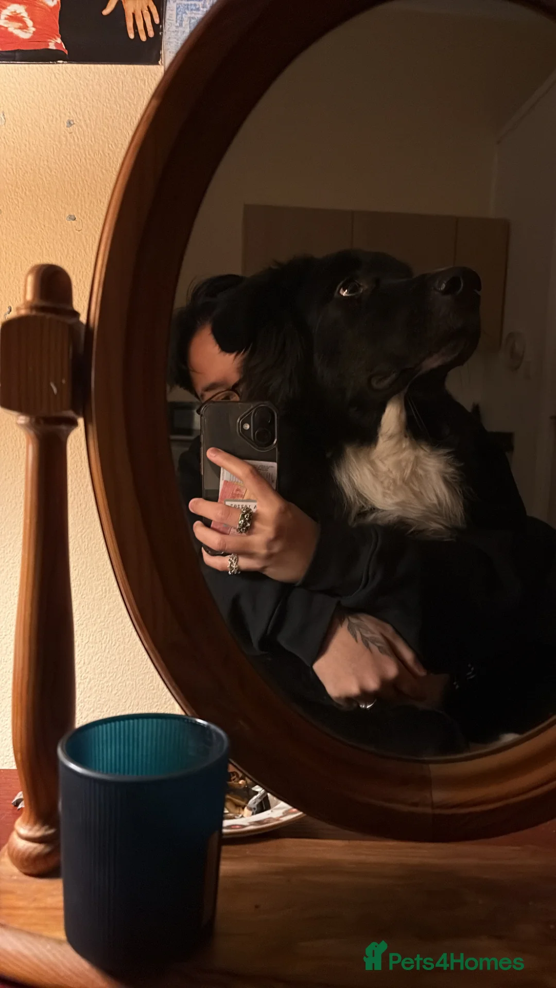 Mixed Breed dogs for adoption: Mixed dog for rehoming  - Advert 2