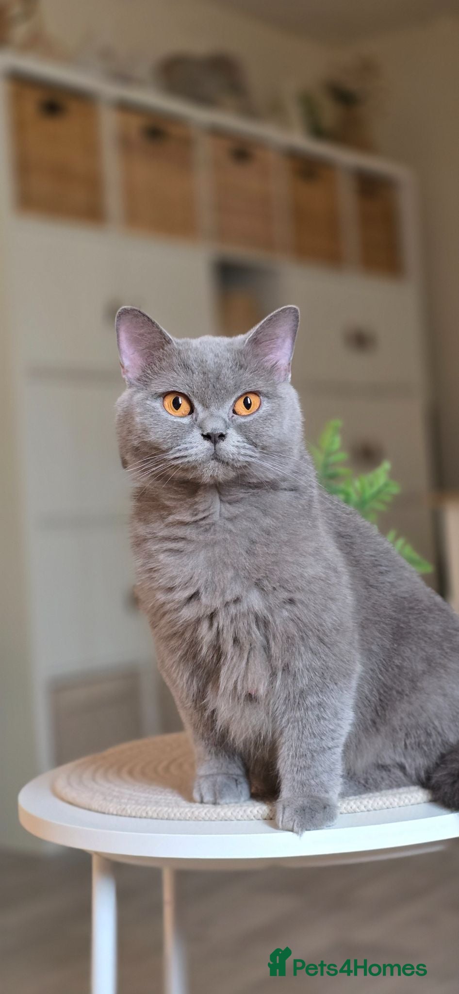 British Shorthair cats Beautiful Blue Active Queen – GCCF Registered - Advert 2