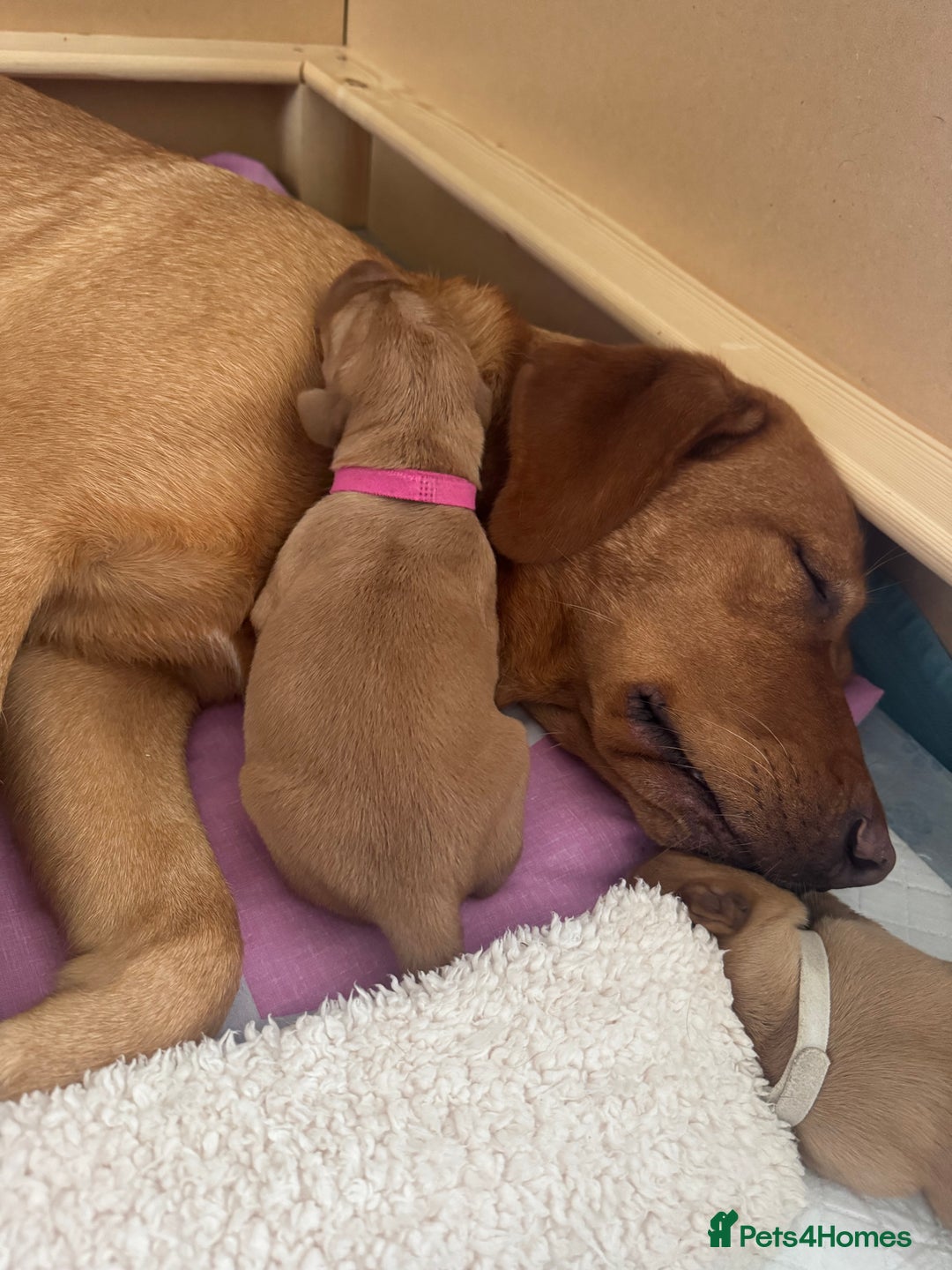 Labrador Retriever dogs for sale: Fox Red litter born 5th August - Image 27