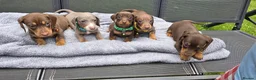 Dachshund dogs for sale: Dacshund Puppies Ready on 27/6!!! - Advert 15