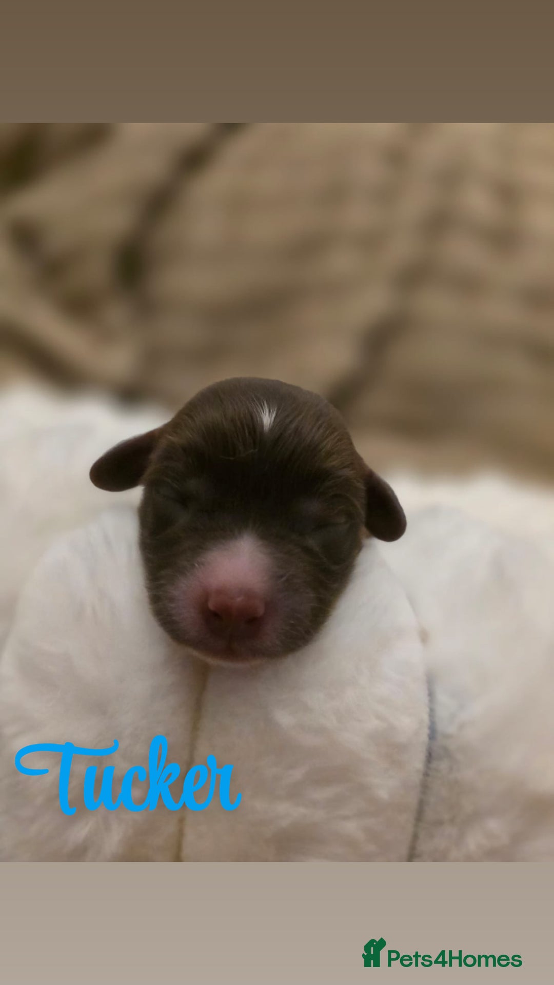 Cockapoo dogs for sale: 🤍 Beautiful F3 Multigen Cockapoo Puppies🤍 - Advert 20