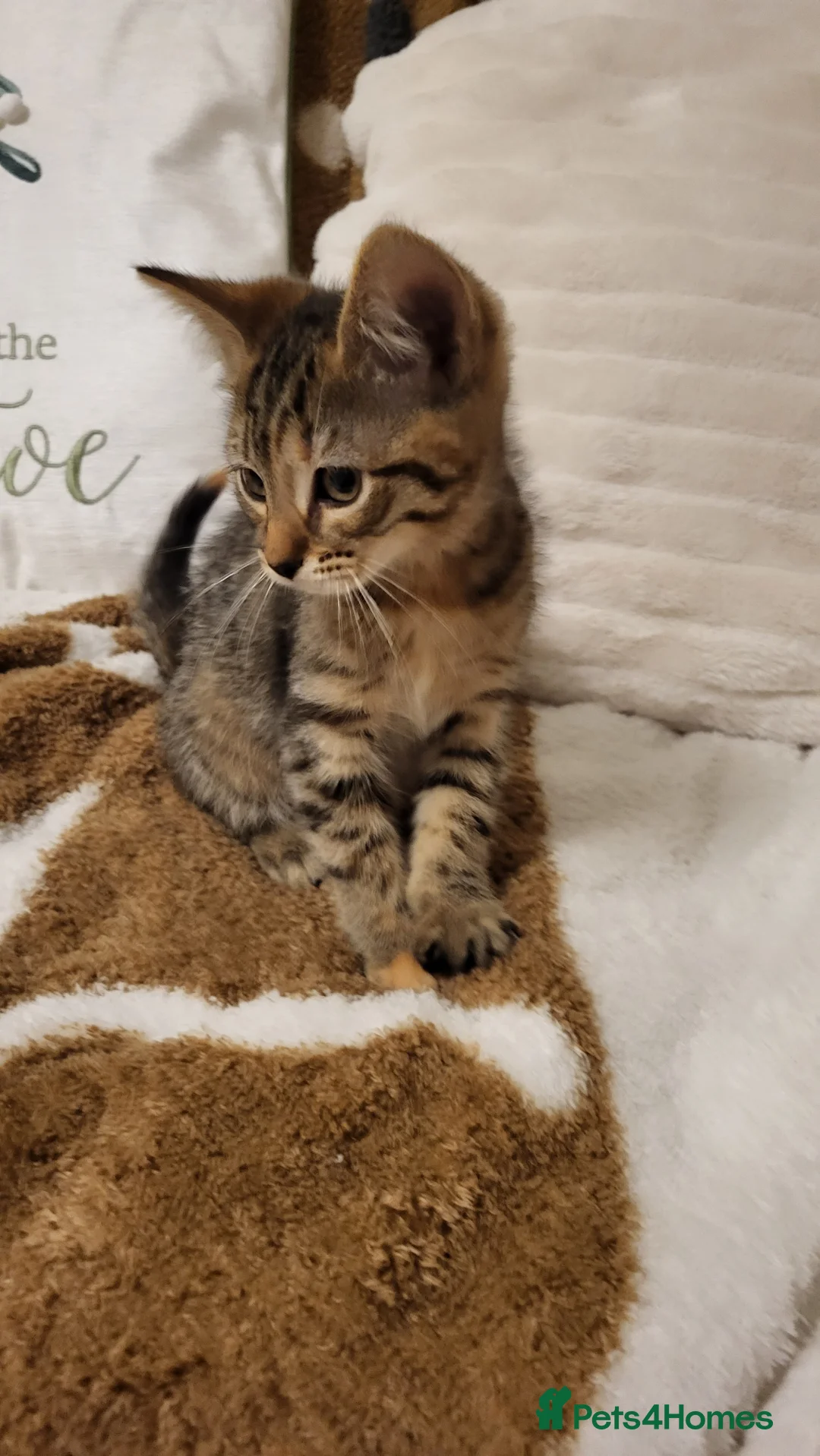 Mixed Breed cats for sale: Kittens READY NOW - Advert 30