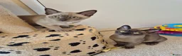 Burmese cats for sale: Pedigree Burmese Kittens - Advert 4