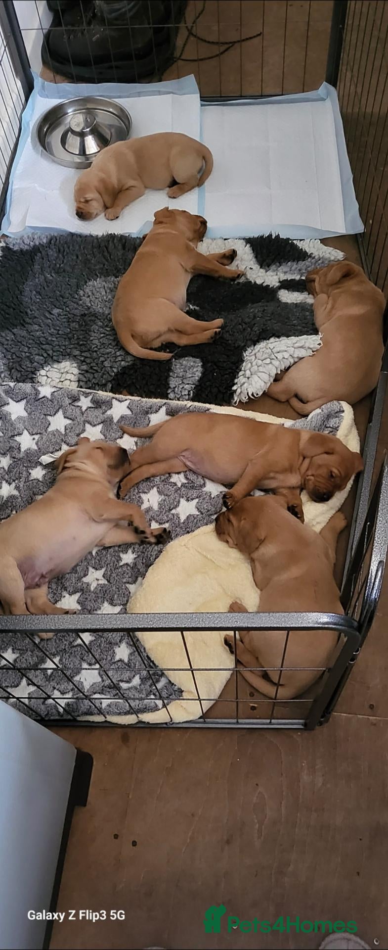 Labrador Retriever dogs Golden labrador pups - Advert 9