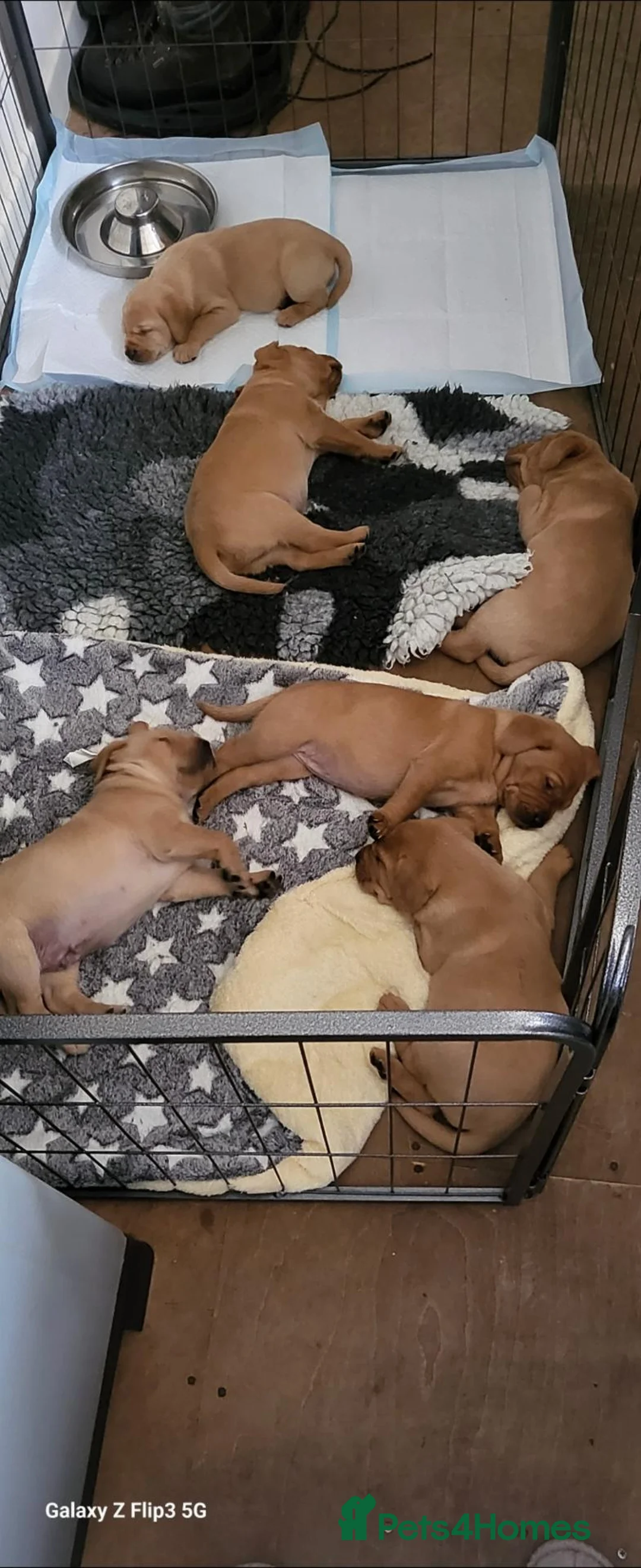 Labrador Retriever dogs for sale: Golden labrador pups - Advert 1