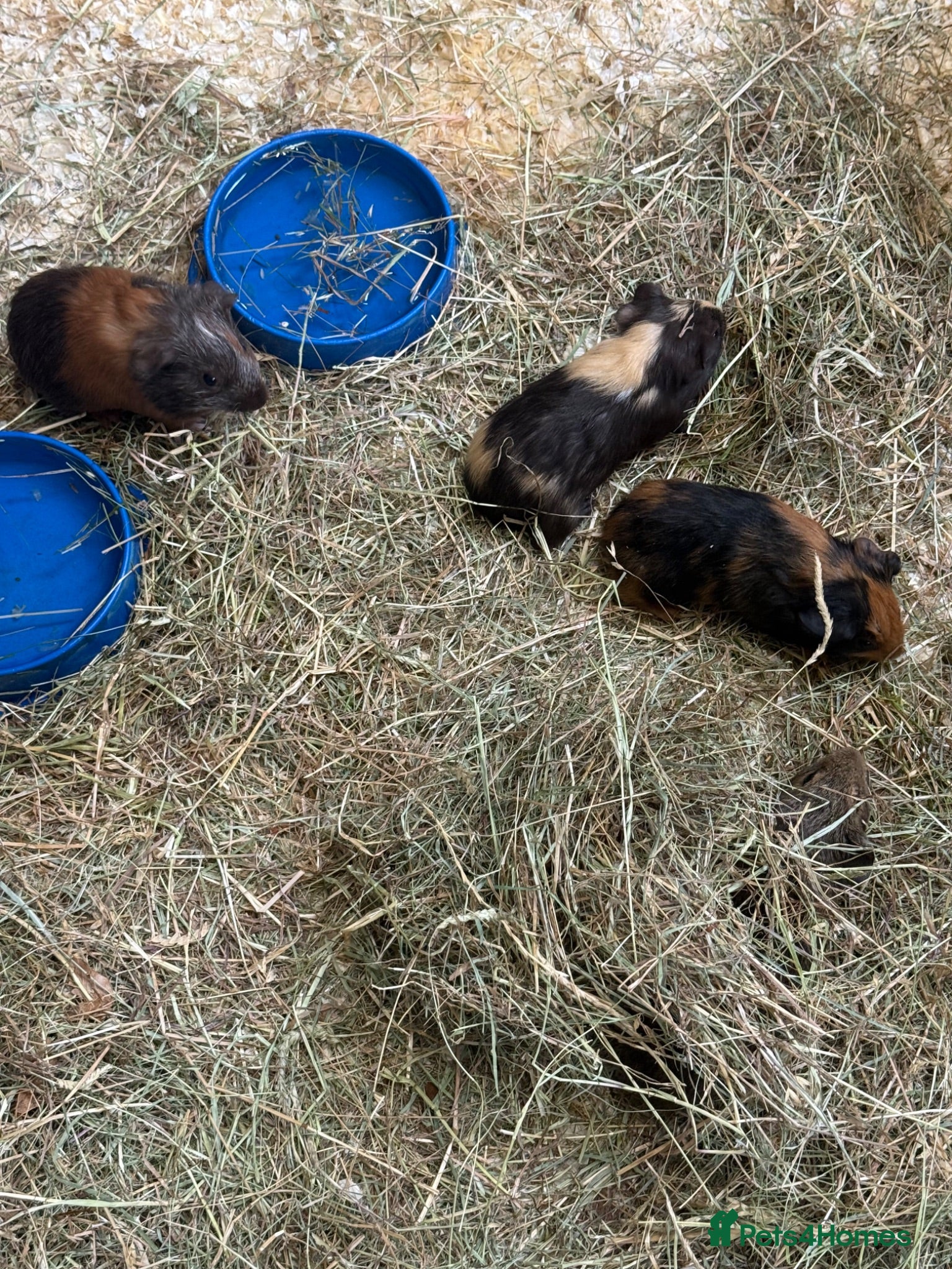 Guinea Pig rodents Baby male guinea pigs for sale - Advert 1