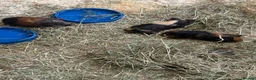 Guinea Pig rodents for sale: Baby male guinea pigs ready to go now  - Advert 1
