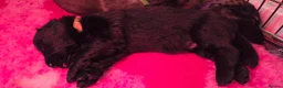 German Shepherd dogs for sale: German Shepherd Puppies in Northwich - Advert 3