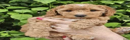 Cockapoo dogs for sale: Fox red cockapoo puppies in Wisbech - Advert 1