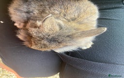 Lionhead rabbits for sale: Last Available Female Baby Lion-head Dwarf  - Image 4