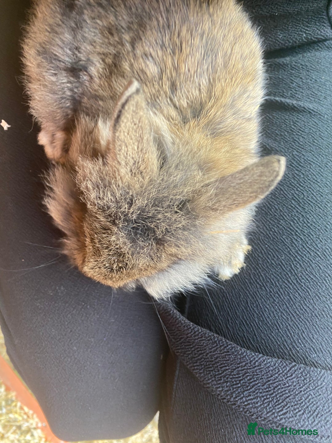 Lionhead rabbits for sale: Last Available Female Baby Lion-head Dwarf  - Image 4