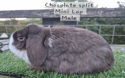 Mini Lop rabbits for sale: Various young mini lop males  - Image 1