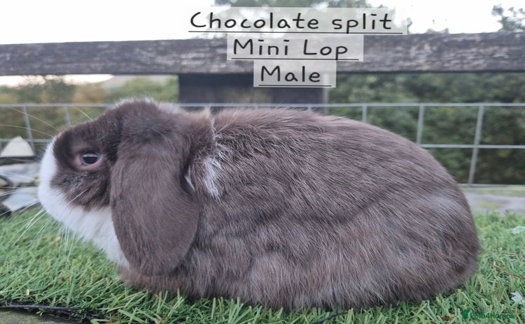 Mini Lop rabbits - Advert 12