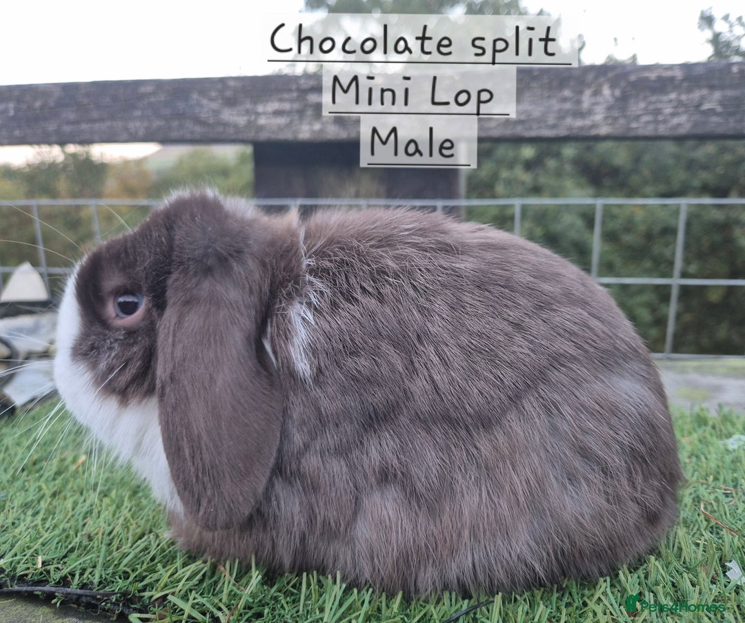 Mini Lop rabbits for sale: Various young mini lop males  - Image 1
