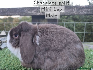 Mini Lop rabbits - Advert 36