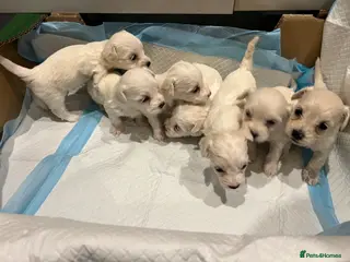 Bichon Frise dogs Adorable Bichon Frise x Bichon Maltese - Advert 5