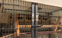 Finches birds for sale: I have 15 zebra finches for sale large cage  - Image 2