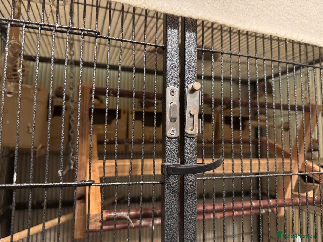 Finches birds for sale: I have 15 zebra finches for sale large cage  - Image 2