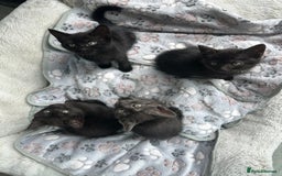 Domestic Shorthair cats for sale: 2 Remaining- Ready to go - Adorable kittens - Image 12