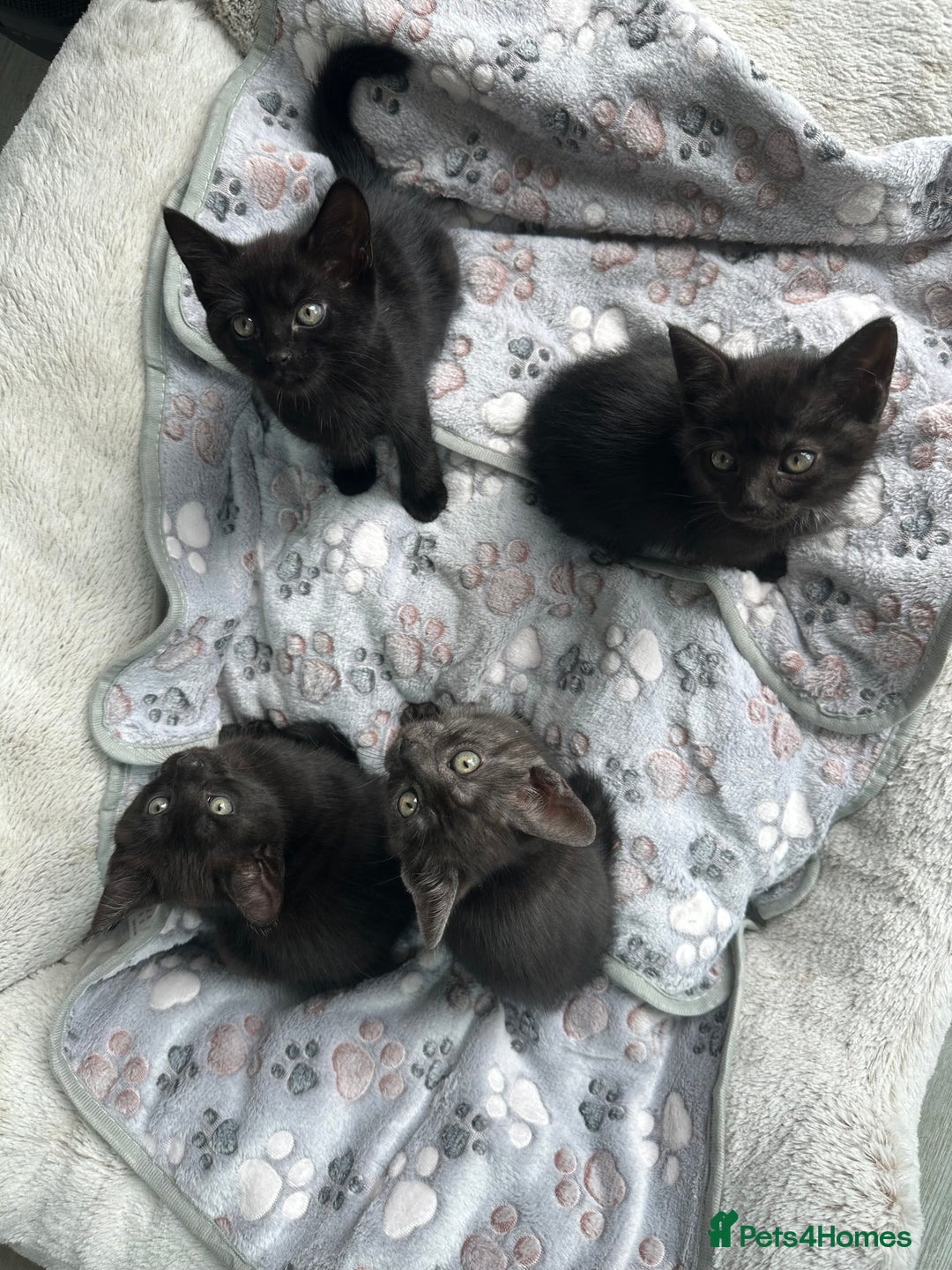 Domestic Shorthair cats for sale: 2 Remaining- Ready to go - Adorable kittens - Image 12