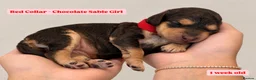 Cockapoo dogs for sale: Extensively DNA Tested Cockapoo Puppies 🧬 - Advert 11