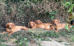 Labrador Retriever dogs for sale: Beautiful Pedigree lab pups. 9 Fox 1 black. Ready  - Image 13