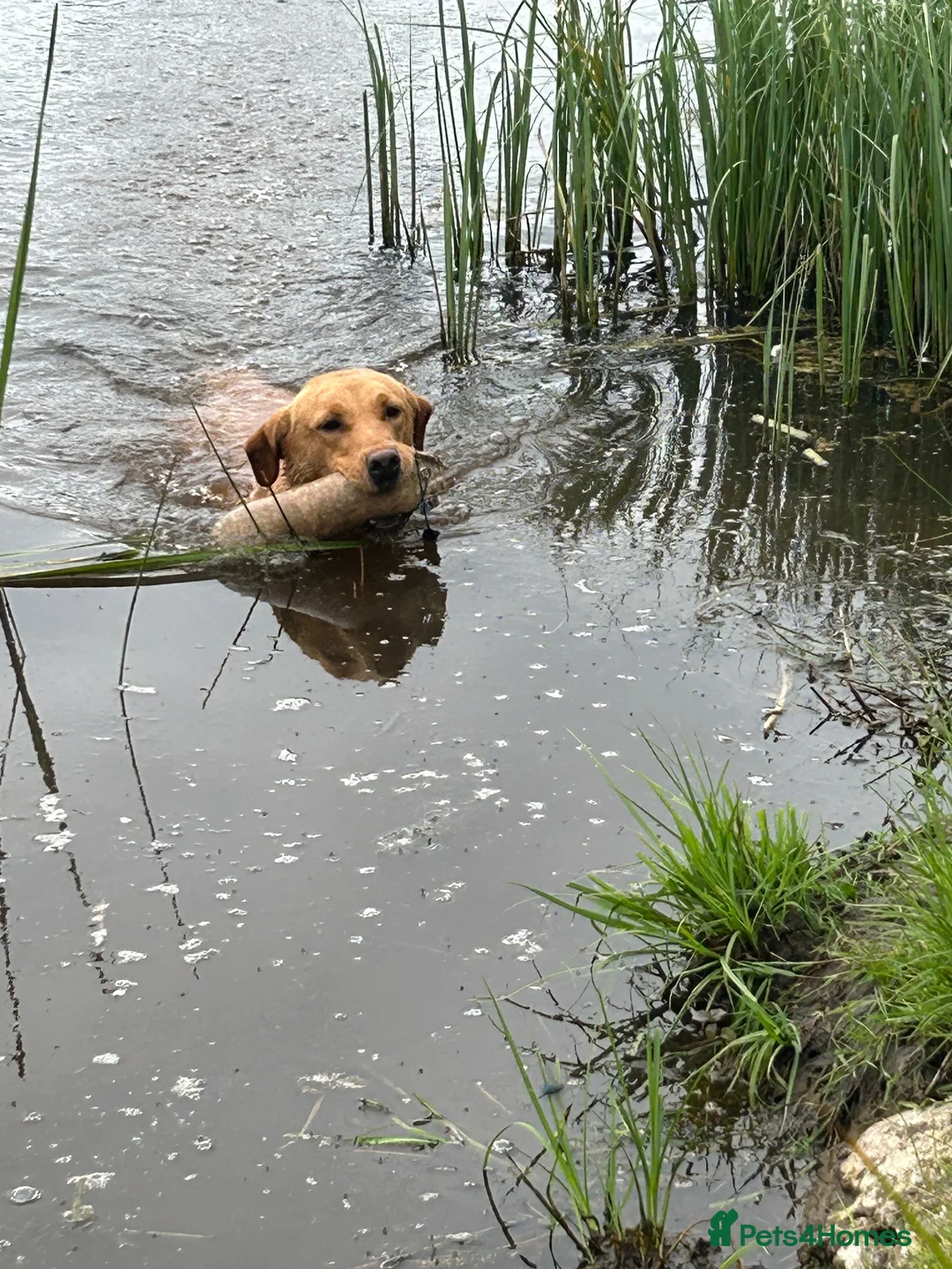 Labrador Retriever dogs for stud: Stunning Yellow Labrador at Stud - Advert 5