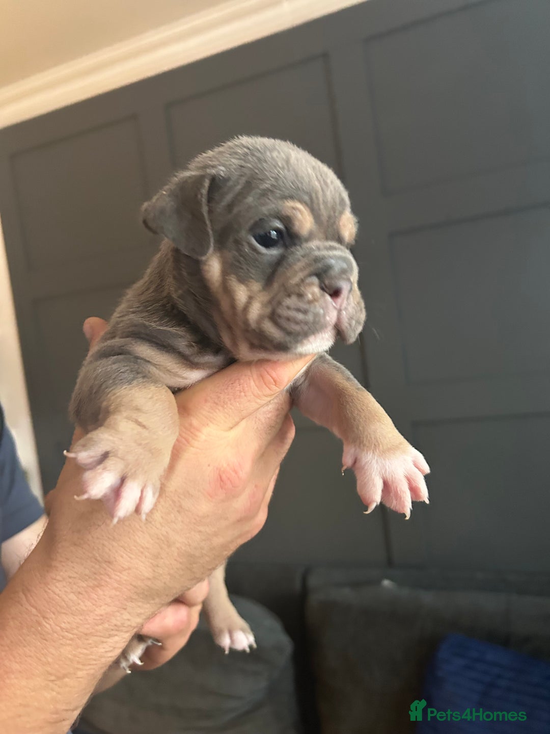 Mixed Breed dogs for sale: Bulldog puppy’s  - Image 5