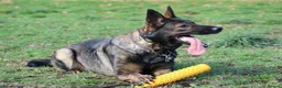 German Shepherd dogs for sale: German shepherd puppies working line - Advert 31