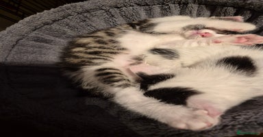 Mixed Breed cats - Advert 12