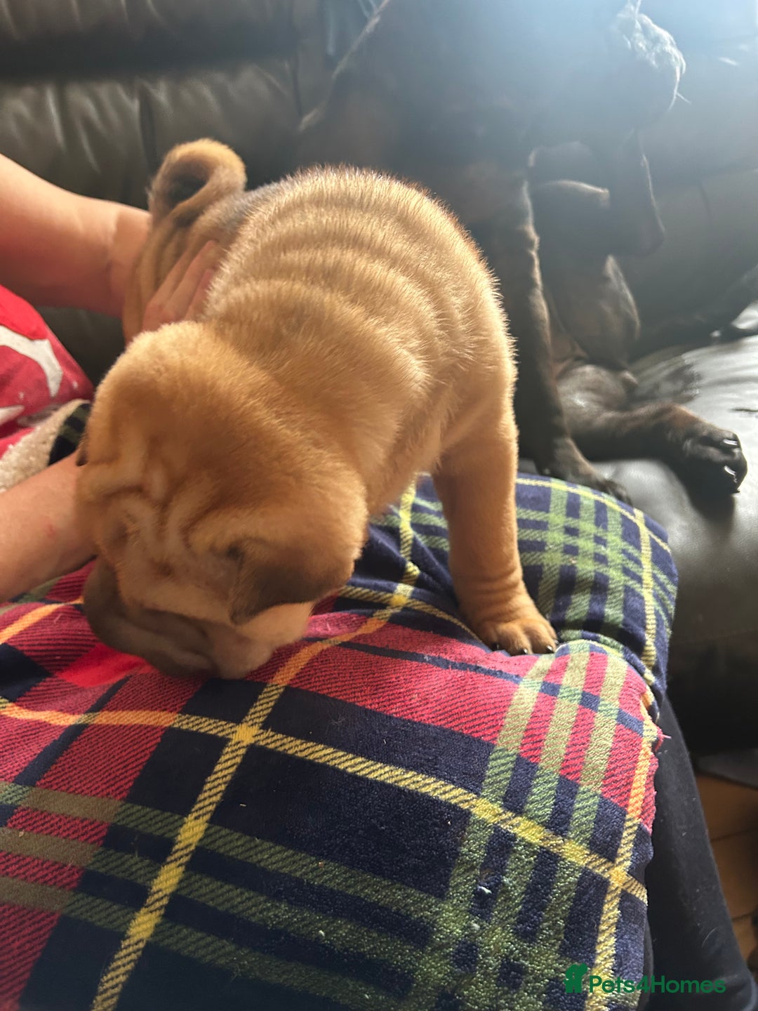 Shar Pei dogs for sale: 2 females 3 males Shar pei pups - Image 34