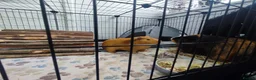 Guinea Pig rodents for sale: Complete Guinea Pig Setup for Sale - Advert 3