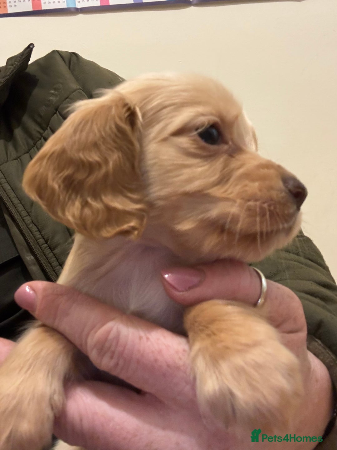 Cocker Spaniel dogs for sale: Kc Working Cocker Spaniel Puppies  - Image 2