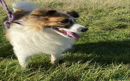 Mixed Breed dogs for adoption: Jessie ❤️ - Advert 4