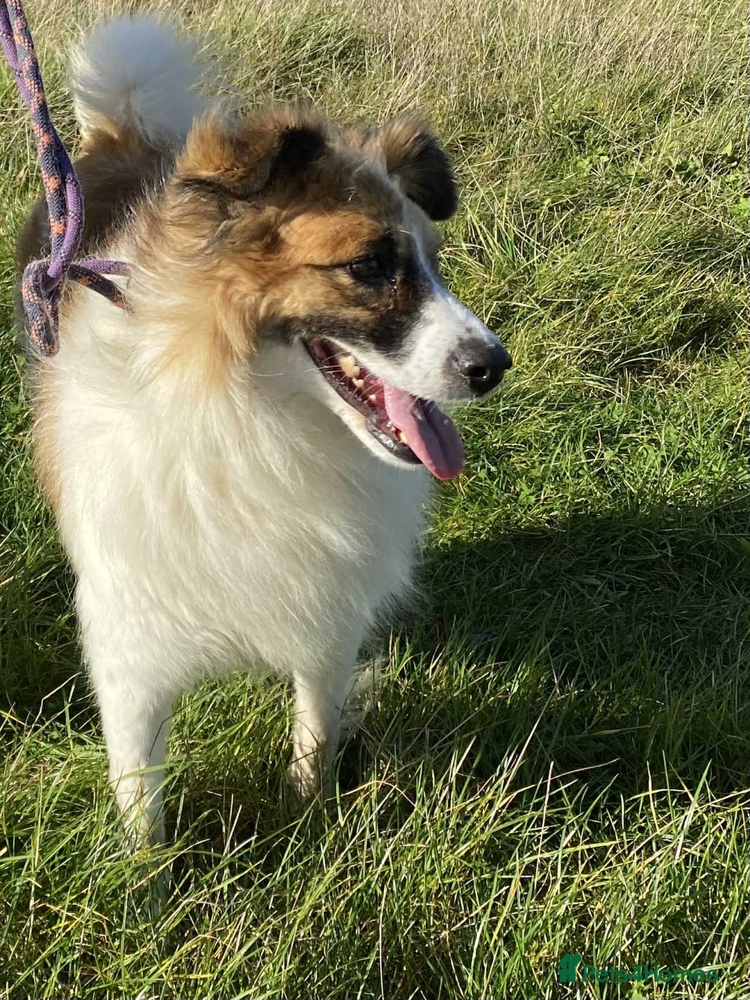 Mixed Breed dogs for adoption: Jessie ❤️ - Advert 4