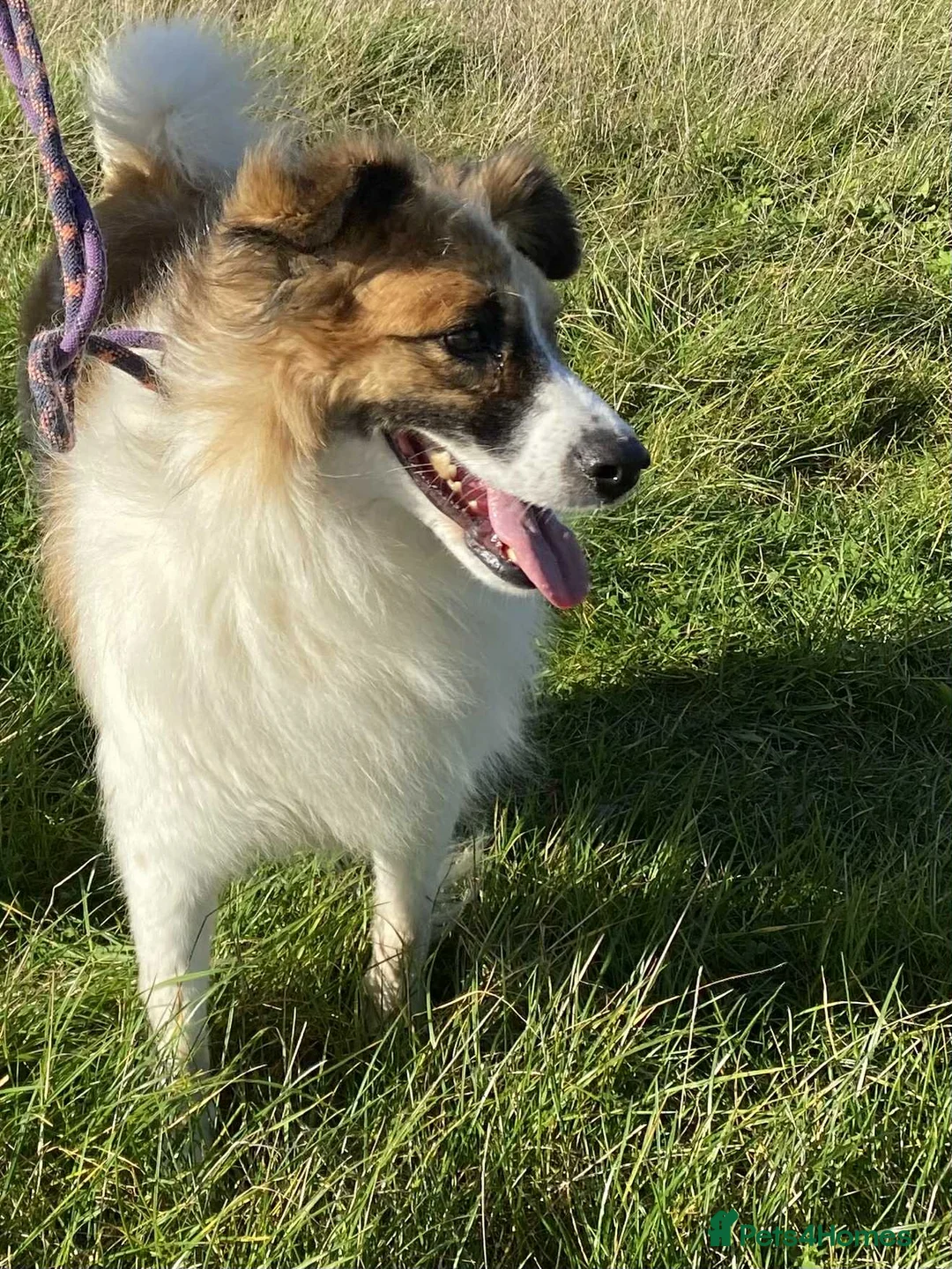 Mixed Breed dogs for adoption: Jessie ❤️ - Advert 4