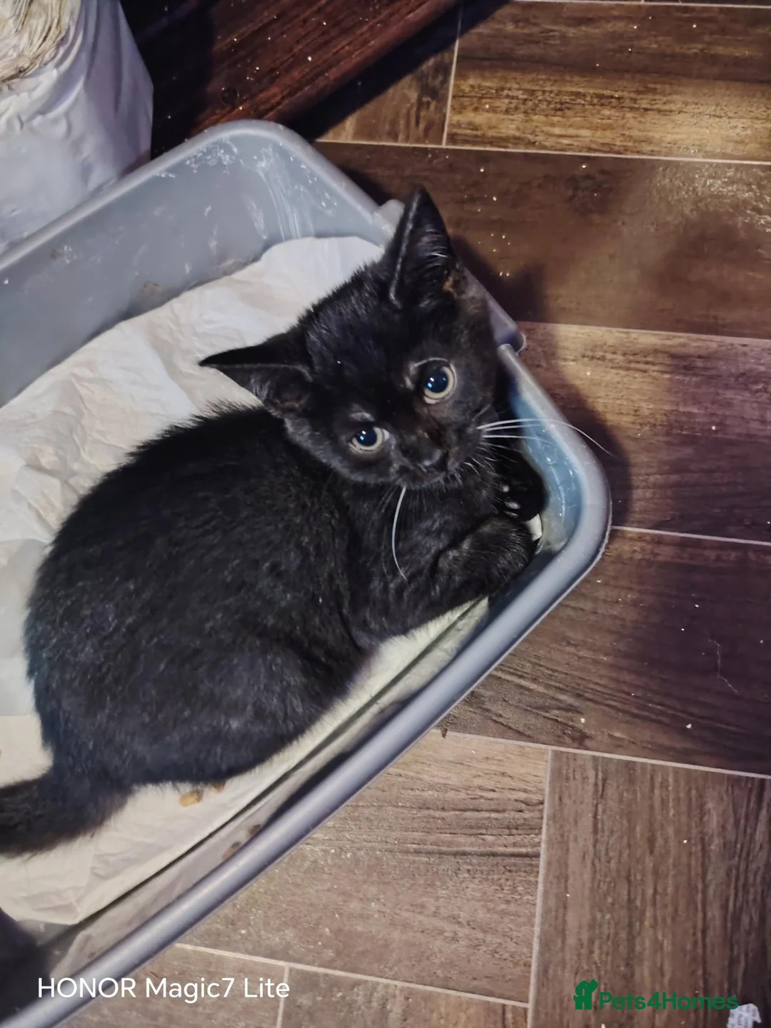 British Shorthair cats for sale: Lovely lively playful male kitten - Advert 2