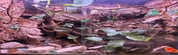 Rat Snake reptiles for sale: Russian rat snake complete with bio-active viv in Coalville - Advert 5