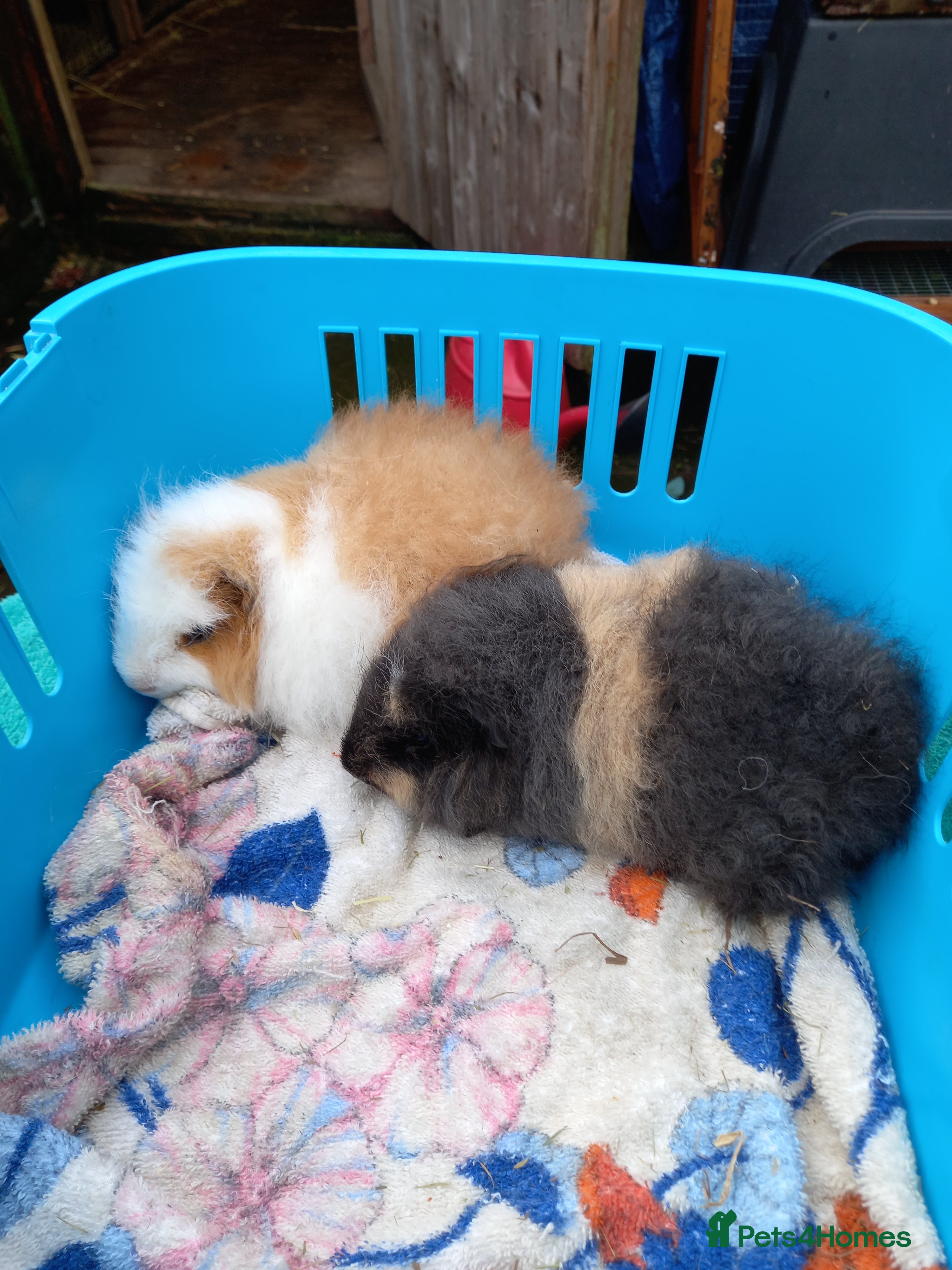 Guinea Pig rodents Swiss baby guinea-pigs  - Advert 11